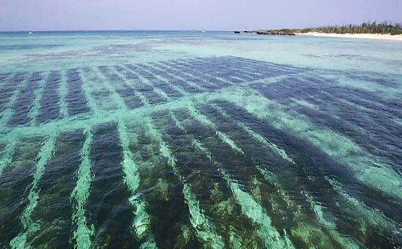 冬は免疫がカギ！感染症が増える今、体を守る習慣とは？